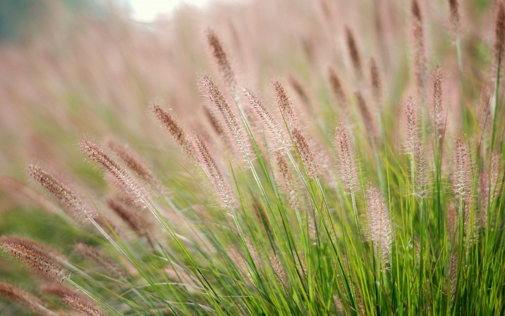 Nguyên khởi dại khờ